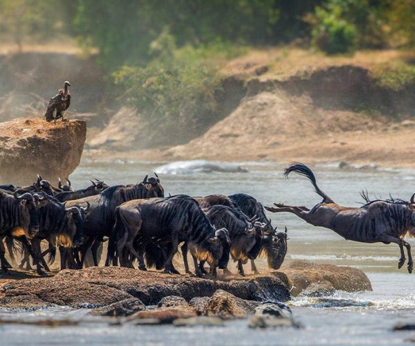 3-Day 2Nights From Zanzibar to Serengeti National Park