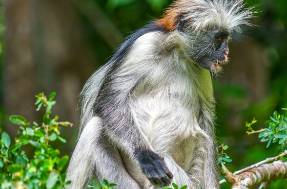 Private Jozani Forest Tour, The Home of Red Colobus Monkey