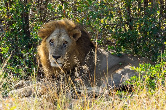 1Day Safari from Zanzibar to Mikumi National Park