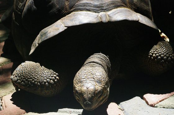 Private Prison Island Trip, The Island of Giant Tortoise